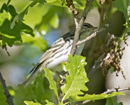 Blackpoll Warbler 6464